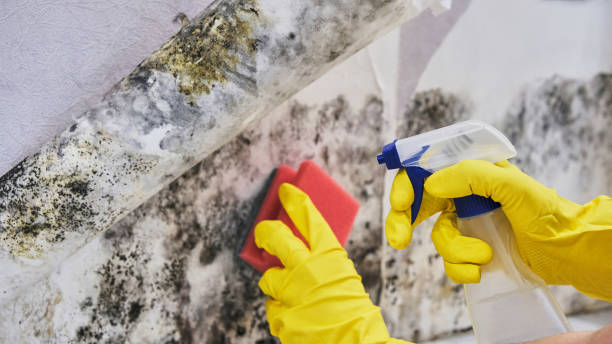 Best Insurance-Related Mold Remediation in USA